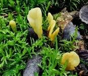 Dottergelber Spateling, Foto 22