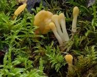 Dottergelber Spateling, Foto 24