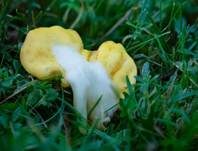 Dottergelber Spateling, Foto 25