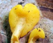 Dottergelber Spateling, Foto 27