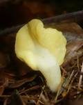 Dottergelber Spateling, Foto 30