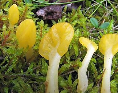 Dottergelber Spateling, Foto 5