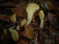 Dottergelber Spateling, Foto 32