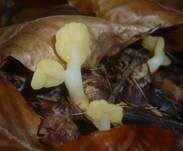 Dottergelber Spateling, Foto 33