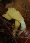 Dottergelber Spateling, Foto 34