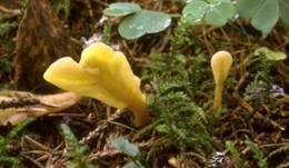 Dottergelber Spateling, Foto 6