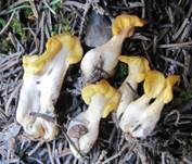 Dottergelber Spateling, Foto 7