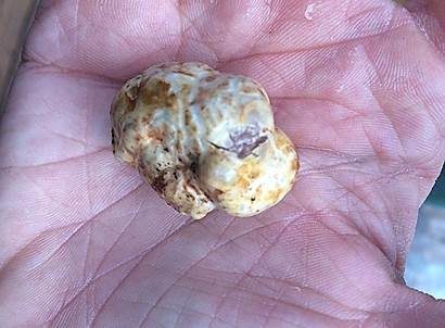 Douglasien-Trüffel, Foto 3