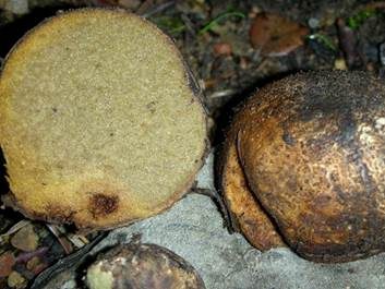 Douglasien Wurzeltrüffel, Foto 3