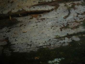 Douglasien-Faserrandwachshaut, Foto 6