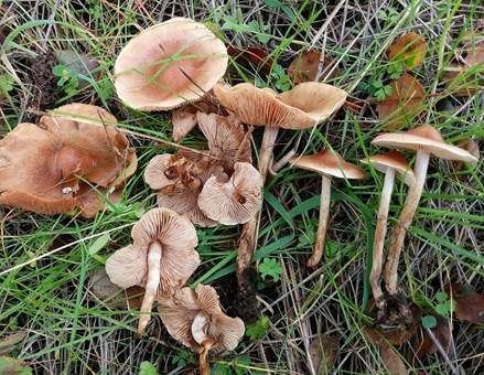 Drehstieliger Fälbling, Foto 2
