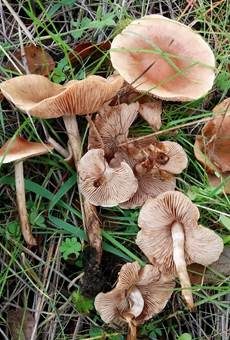 Drehstieliger Fälbling, Foto 4