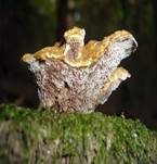 Dreieckiger Filzporling, Foto 8