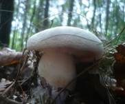 Dreifarbiger Krempenritterling, Foto 22