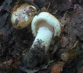 Dreifarbiger Krempenritterling, Foto 24