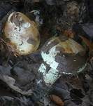 Dreifarbiger Krempenritterling, Foto 25