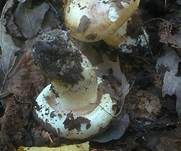 Dreifarbiger Krempenritterling, Foto 27