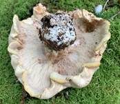 Dreifarbiger Krempenritterling, Foto 49