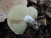 Dreifarbiger Krempenritterling, Foto 7
