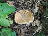 Dreifarbiger Krempenritterling, Foto 11