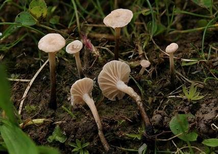 Dreifarbiger Zwergschwindling, Foto 2