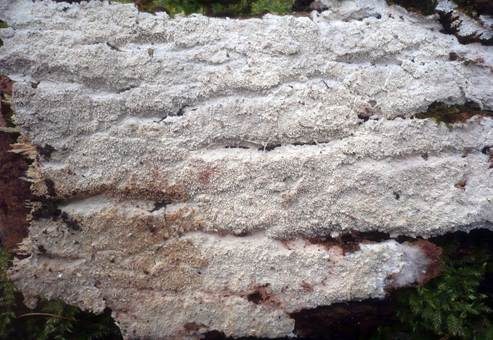 Drimitischer Krustenpilz, Foto 3