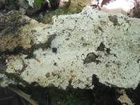 Drimitischer Krustenpilz, Foto 8
