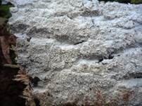 Drimitischer Krustenpilz, Foto 9
