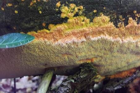 Duftender Goldporling, Foto 2