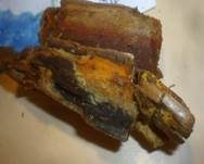Duftender Goldporling, Foto 10