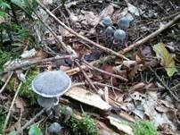 Duftender Gürtelfuß, Foto 20