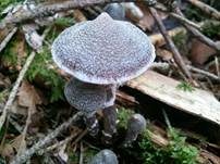 Duftender Gürtelfuß, Foto 9