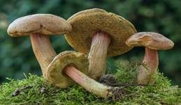 Aprikosenfarbiger Röhrling, Foto 6