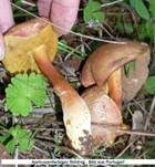 Aprikosenfarbiger Röhrling, Foto 8