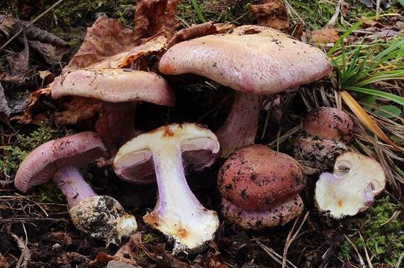 Duftender Klumpfuß, Foto 2
