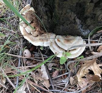 Duftender Mehlstaubporling, Foto 2