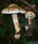 Duftender Risspilz, Foto 14