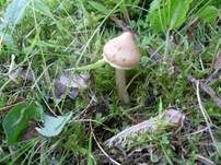 Duftender Risspilz, Foto 17