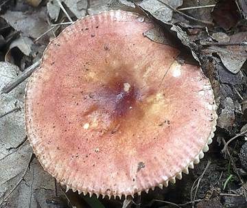 Duftender Zwergtäubling, Foto 2
