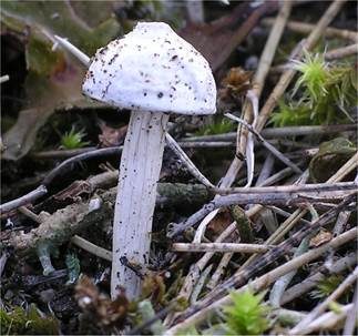 Dünenstielbovist, Foto 3