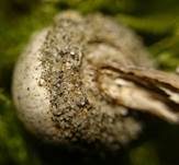 Dünenstielbovist, Foto 7