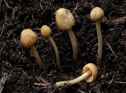 Dung-Samthäubchen, Foto 2
