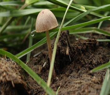 Dung-Samthäubchen, Foto 4