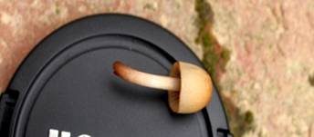 Dung-Samthäubchen, Foto 10