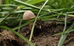 Dung-Samthäubchen, Foto 11