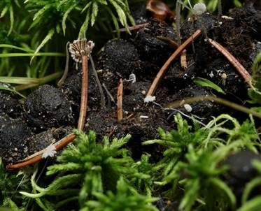 Dung-Zwergtintling, Foto 3