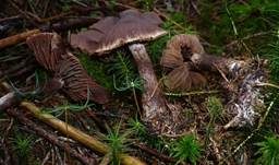 Dunkelbrauner Gürtelfuß, Foto 7