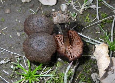 Dunkelbrauner Nabelrötling, Foto 2