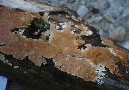 Dunkelbrauner Resupinat-Stacheling, Foto 3