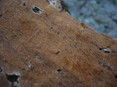 Dunkelbrauner Resupinat-Stacheling, Foto 5